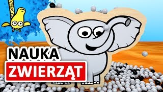 Kształty zwierząt w Afryce dla dzieci  CzyWieszJak [upl. by Llenwad]