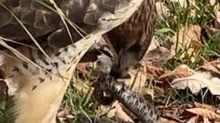 Red tailed hawk eating a rattlesnake 10 feet from me today until other people interrupted her 🫤 [upl. by Veradis]