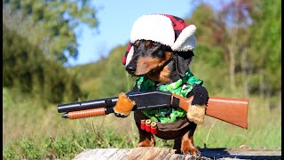 Oakley the Dachshund Goes DUCK HUNTING  Cute Dog Hunting Costume [upl. by Hyatt580]