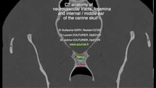 CT anatomy of neurovascular tracts and foramina of the canine skull by AZURVET nombre [upl. by Beaston]