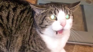 Angry and Aggressive Cats Hissing Compilation  Growling Hissing and Claw  PETASTIC 🐾 [upl. by Kacie]