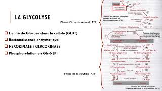 Cours Métabolisme glucidique  La Glycolyse [upl. by Hoxie]