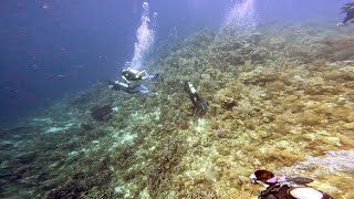 Scuba Diving quotTexasquot in Roatán Honduras  November 2022 [upl. by Ashia]