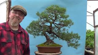 Scots Pine Bonsai Repot by Graham Potter [upl. by Metsky]