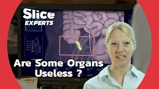 Vestigial Organs Evolutionary Relics or Hidden Functions  SLICE EXPERTS [upl. by Sydelle]