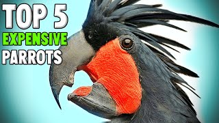 Top 5 Most Expensive Parrots [upl. by Wolenik]