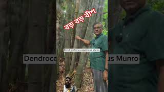 ভুদুম বাঁশ। poaceae lifesciences botany bamboo taxonomy wildlife [upl. by Akinhoj]