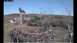 A young intruder came to the old nest NCTC Eagle Nest 秃鹰 2024 11 02 [upl. by Acinnod]