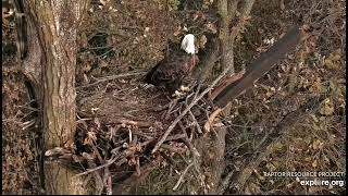 Decorah North Nest 101824 Big sticks lots of nestorations [upl. by Nuncia298]