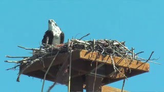 Osprey Nest Moving Day [upl. by Meta]