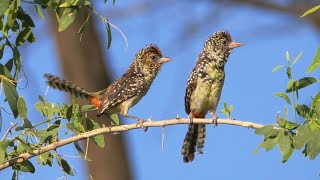 DArnauds Barbets Calling [upl. by Maharva425]