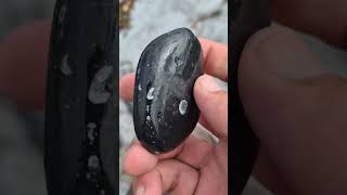 Goniatite fossils in shoreworn stormbeach pebble County Clare Ireland [upl. by Aisatsan820]