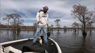 Caddo Lake February 2024 [upl. by Cornall]