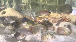 Multis Neolamprologus multifasciatus smallest of the African cichlids [upl. by Beverly913]