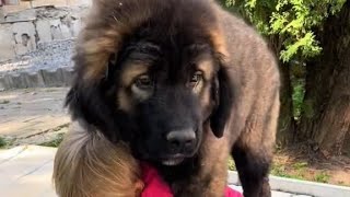 Caucasian Shepherd Puppy 🥰 [upl. by Enybor]