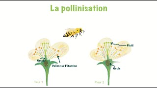 Le Secret des insectes pollinisateurs et de la Pollinisation pour Enfants [upl. by Dnomad]