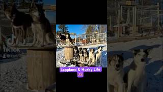 Kleiner Einblick in unserem Lappland Life naturelovers mehrhundehaltung husky [upl. by Euqinue]