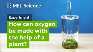 quotPhotosynthesisquot experiment How to make oxygen at home [upl. by Ennadroj]