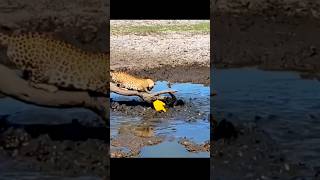 Leone attack  animal attack  animal short related short  animals short video [upl. by Adnawt]