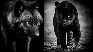 Awesome Melanistic Animals [upl. by Boj]