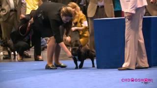 HD 2012 Eukanuba dogshow French Bulldog BOBmp4 [upl. by Wilone319]