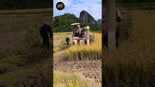 Half feed combine harvester shorts harvester farming [upl. by Dnomde]