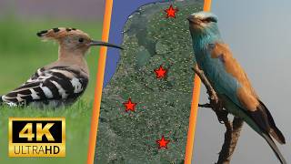 Rarest birds in the Netherlands amp Western Paleartic week 27 July 1st  July 8th [upl. by Klina]