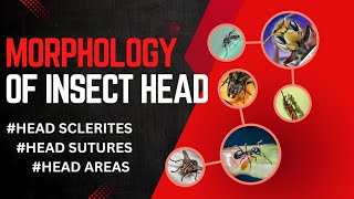 MORPHOLOGY OF INSECT HEAD Sclerites Sutures areas [upl. by Gaspard]