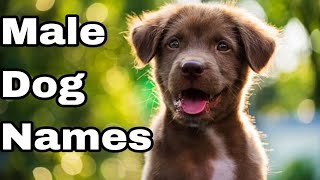 Best MALE Dog Names Ideas 2024  Unique amp Cute Boy Dog Names india [upl. by Bartholomew402]