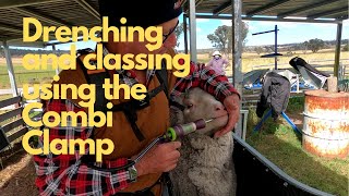 Drenching and Classing using the Combi Clamp Sheep Handler [upl. by Worra]