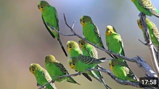 budgies bird  rearing and treatment  cityofbirds [upl. by Hgielek]