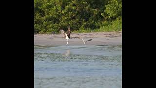 Short Osprey Action  Everyone is watching ospreys birdofprey nature wildlifevideography [upl. by Buke520]