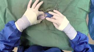 Dog Neuter Video  Canine Castration [upl. by Namhcan551]