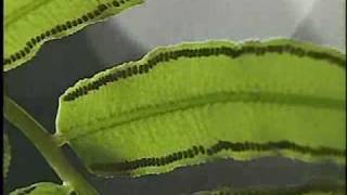 科学映像館 Red Data Plants（Angiopteris lygodiifoliaリュウビンタイ [upl. by Marja]