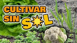 5 Vegetales FÁCILES RECOMENDADOS para CULTIVAR SIN SOL ☀️ Cultivos para Huertos Urbanos y Macetas [upl. by Leontina]