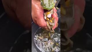 Después de todo ¿de dónde entraron tantos peces en su boca😮 shortsvideo [upl. by Netsrik682]