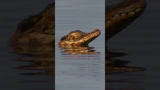 Meet one of the largest reptiles on the planet 🐊 AnimalFacts NatGeoKids AmazingAnimals [upl. by Thorley]