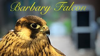 Imprint Barbary Falcon Flying Mobbed By Wild Peregrine [upl. by Noissap984]