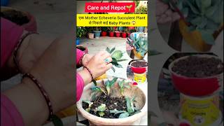 Echeveria succulent plant🪴succulent plant🌱plant care🌱viralvideotrendingshortsyoutubeshorts [upl. by Tirb626]