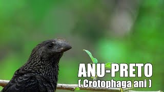 O CANTO DO ANU PRETO ♫ [upl. by Emmalynne]