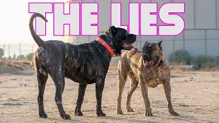 Deception of Presa Canario Myths [upl. by Aicirtak166]