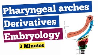 Brachial arches embryology  Anatomy rapid revision [upl. by Finkelstein]