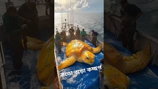 কতো বড়ো কচ্ছপ shorts facts short fish facts [upl. by Theta]