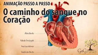 Como ocorre a pequena circulação ou circulação pulmonar [upl. by Aluor751]