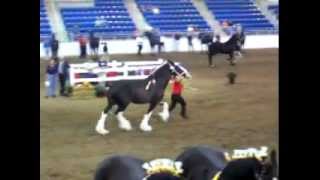 SHIRE HORSE MARE COMPETES AT 2007 REGIONAL SHIRE SHOW wwwchestnutoakgypsydrumscom [upl. by Eednus]