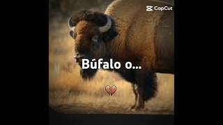 Diferencias😎 hearttrend aramburu buffalo [upl. by Arthur]