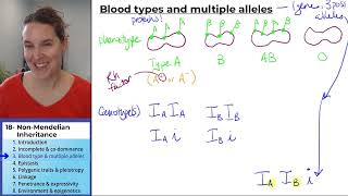 NonMendelian Inheritance 3 Blood type and multiple alleles [upl. by Phiona]