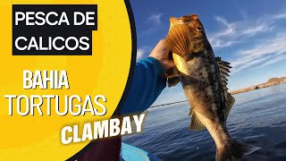 PESCA DE CALICOS  BAHIA TORTUGAS BCS  CLAMBAY [upl. by Keelby]