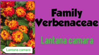 Lantana camara verbenaceae family [upl. by Peri]