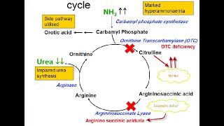 Argininosuccinic Aciduria Acidemia Defects in Arginosuccinase enzyme in the Urea cycle [upl. by Nevarc16]